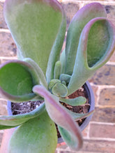 Load image into Gallery viewer, Kalanchoe luciae 'Oricula' – UK-Grown Lady Fingers