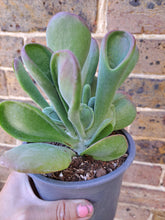 Load image into Gallery viewer, Kalanchoe luciae 'Oricula' – UK-Grown Lady Fingers