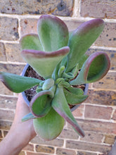 Load image into Gallery viewer, Kalanchoe luciae 'Oricula' – UK-Grown Lady Fingers