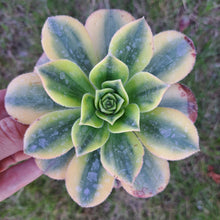 Load image into Gallery viewer, Aeonium FLORESENS syn. STARBURST