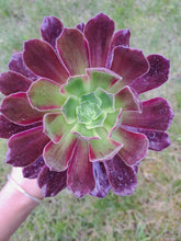 Load image into Gallery viewer, Aeonium EDEN variegated Syn. INFERNO