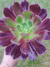 Load image into Gallery viewer, Aeonium EDEN variegated Syn. INFERNO