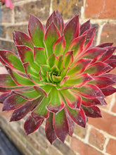 Load image into Gallery viewer, Aeonium PEACOCK syn. Black Magic VARIEGATED