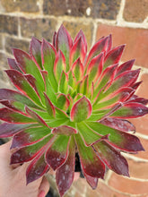 Load image into Gallery viewer, Aeonium PEACOCK syn. Black Magic VARIEGATED