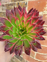 Load image into Gallery viewer, Aeonium PEACOCK syn. Black Magic VARIEGATED