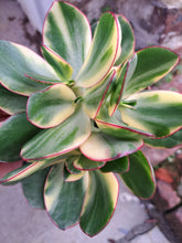 Load image into Gallery viewer, Crassula ovata f. 'Variegata'