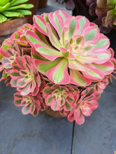 Load image into Gallery viewer, Aeonium PINK WITCH 10cm pot UK Grown