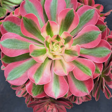 Load image into Gallery viewer, Aeonium PINK WITCH 10cm pot UK Grown