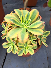 Load image into Gallery viewer, Aeonium FLORESENS syn. STARBURST