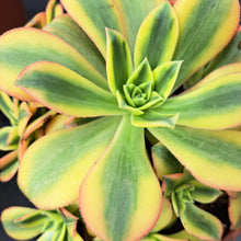 Load image into Gallery viewer, Aeonium FLORESENS syn. STARBURST