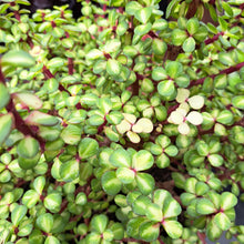 Load image into Gallery viewer, Portulacaria afra 'Mediopicta' – UK-Grown Rainbow Bush