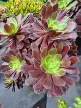 Load image into Gallery viewer, Aeonium EDEN variegated Syn. INFERNO