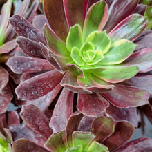 Load image into Gallery viewer, Aeonium EDEN variegated Syn. INFERNO