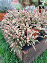 Load image into Gallery viewer, Crassula x rupestris f. marnieriana HOTTENTOT 5.5cm