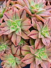 Load image into Gallery viewer, Aeonium Leucoblepharum