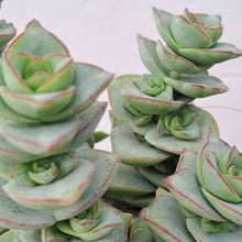 Load image into Gallery viewer, Crassula perforata 'Azul' – UK-Grown Chunky Succulent