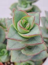Load image into Gallery viewer, Crassula perforata 'Azul' – UK-Grown Chunky Succulent