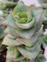 Load image into Gallery viewer, Crassula perforata 'Azul' – UK-Grown Chunky Succulent
