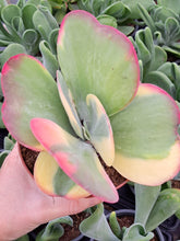 Load image into Gallery viewer, Kalanchoe thyrsiflora f. variegata – UK-Grown Flapjack