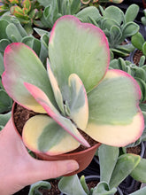Load image into Gallery viewer, Kalanchoe thyrsiflora f. variegata – UK-Grown Flapjack
