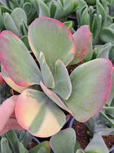 Load image into Gallery viewer, Kalanchoe thyrsiflora f. variegata – UK-Grown Flapjack