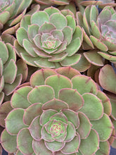 Load image into Gallery viewer, Aeonium HALLOWEEN syn. MADEIRA ROSE