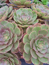 Load image into Gallery viewer, Aeonium HALLOWEEN syn. MADEIRA ROSE