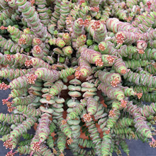Load image into Gallery viewer, Crassula x rupestris f. marnieriana HOTTENTOT 5.5cm