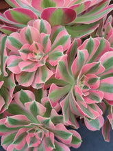 Load image into Gallery viewer, Aeonium PINK WITCH 10cm pot UK Grown