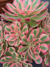 Load image into Gallery viewer, Aeonium PINK WITCH 10cm pot UK Grown