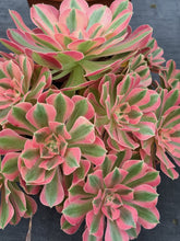 Load image into Gallery viewer, Aeonium PINK WITCH 10cm pot UK Grown
