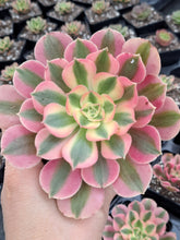 Load image into Gallery viewer, Aeonium PINK WITCH 10cm pot UK Grown