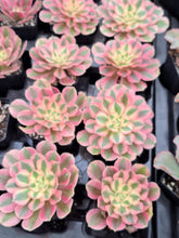 Load image into Gallery viewer, Aeonium PINK WITCH 10cm pot UK Grown