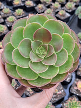 Load image into Gallery viewer, Aeonium HALLOWEEN syn. MADEIRA ROSE