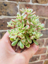 Load image into Gallery viewer, Sedum ‘Joyce Tulloch’ f. Variegata – UK-Grown Succulent