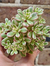 Load image into Gallery viewer, Sedum ‘Joyce Tulloch’ f. Variegata – UK-Grown Succulent