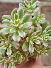 Load image into Gallery viewer, Sedum ‘Joyce Tulloch’ f. Variegata – UK-Grown Succulent