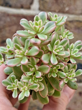 Load image into Gallery viewer, Sedum ‘Joyce Tulloch’ f. Variegata – UK-Grown Succulent