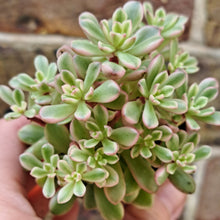 Load image into Gallery viewer, Sedum ‘Joyce Tulloch’ f. Variegata – UK-Grown Succulent