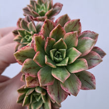 Load image into Gallery viewer, Aeonium ‘Green Tea’ – Variegated Bronze Medal Succulent