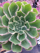 Load image into Gallery viewer, Aeonium ‘Green Rose’ – UK-Grown White-Edged Succulent