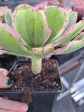 Load image into Gallery viewer, Aeonium ‘Green Rose’ – UK-Grown White-Edged Succulent