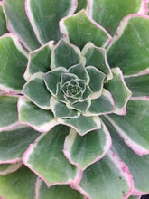 Load image into Gallery viewer, Aeonium ‘Green Rose’ – UK-Grown White-Edged Succulent