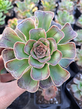 Load image into Gallery viewer, Aeonium Arboreum Rubrolineatum