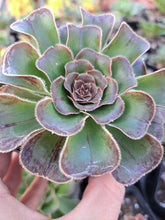 Load image into Gallery viewer, Aeonium Arboreum Rubrolineatum