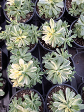 Load image into Gallery viewer, Aeonium SUNCUP