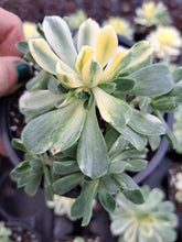 Load image into Gallery viewer, Aeonium SUNCUP