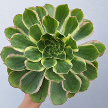 Load image into Gallery viewer, Aeonium ‘Green Rose’ – UK-Grown White-Edged Succulent