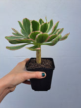 Load image into Gallery viewer, Aeonium ‘Green Rose’ – UK-Grown White-Edged Succulent