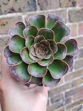Load image into Gallery viewer, Aeonium Arboreum Rubrolineatum